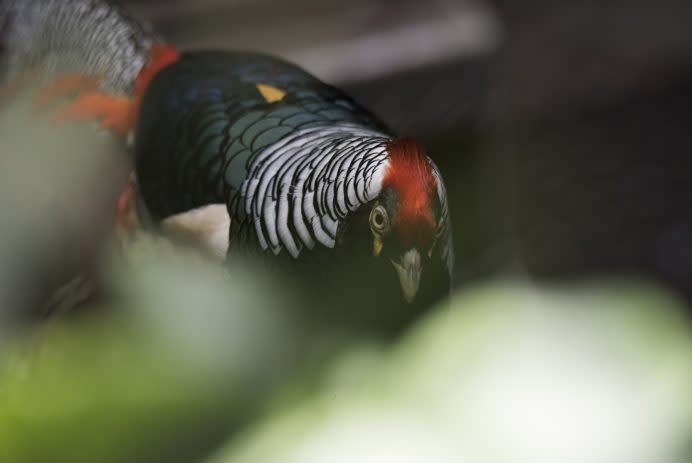 Experts ‘gaping’ at the sight of a rare bird thought to be extinct