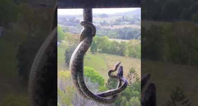 Clash of the pythons: Two snakes battle it out in shower before Qld mum  intervenes