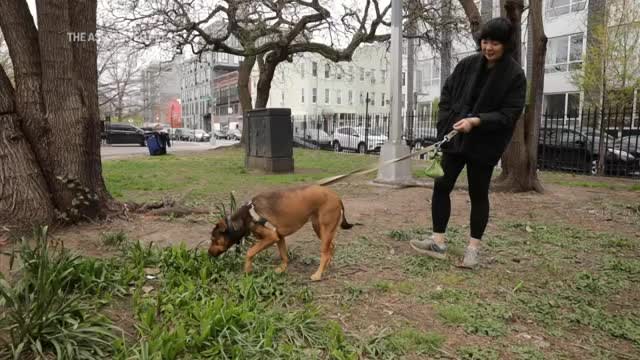 Dogs' Breeds Don't Dictate Their Personalities, Study Finds