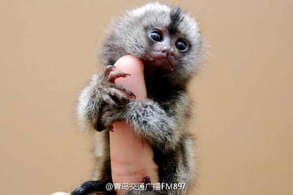 owning a marmoset monkey