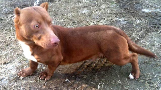 dachshund mix with pitbull