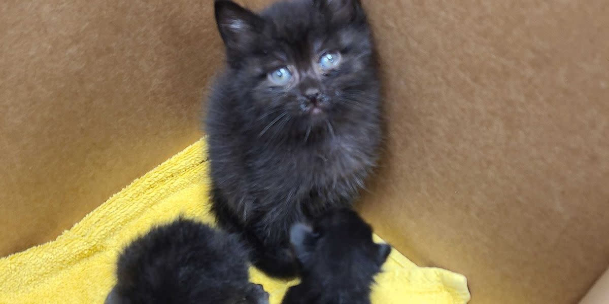 'Most Responsible Kitten In The World' Found Watching Over Orphaned Litter