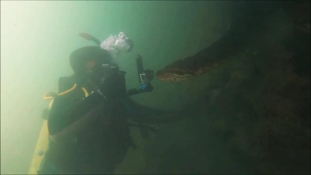 Diver has incredible face to face encounter with giant anaconda in  Brazilian river