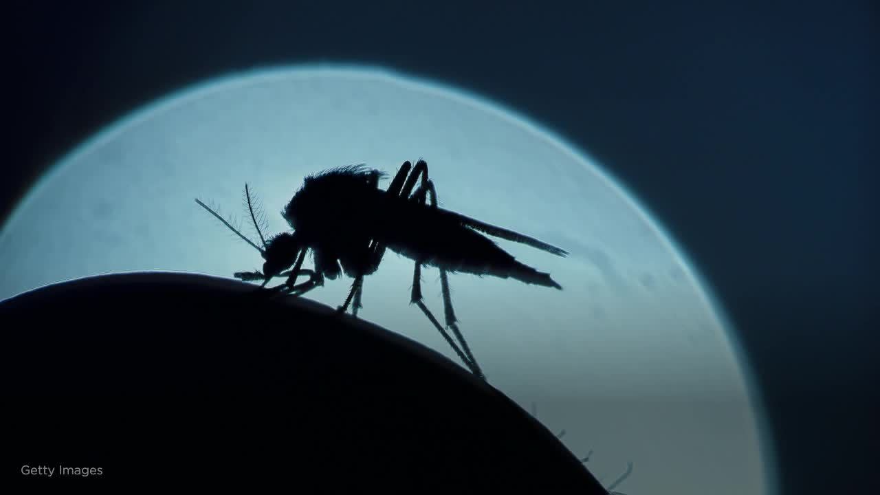 Experts say coronavirus not spread by mosquitoes - Yahoo News thumbnail