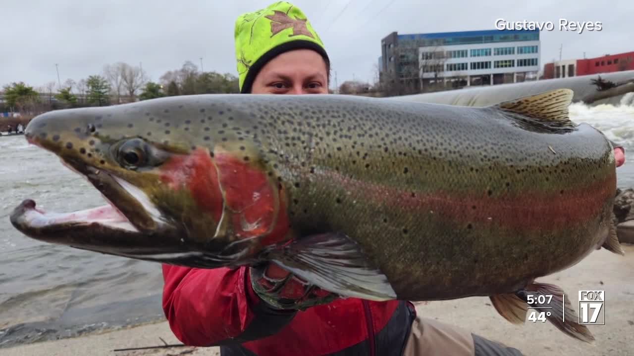 Local angler snares massive steelhead trout from Grand River
