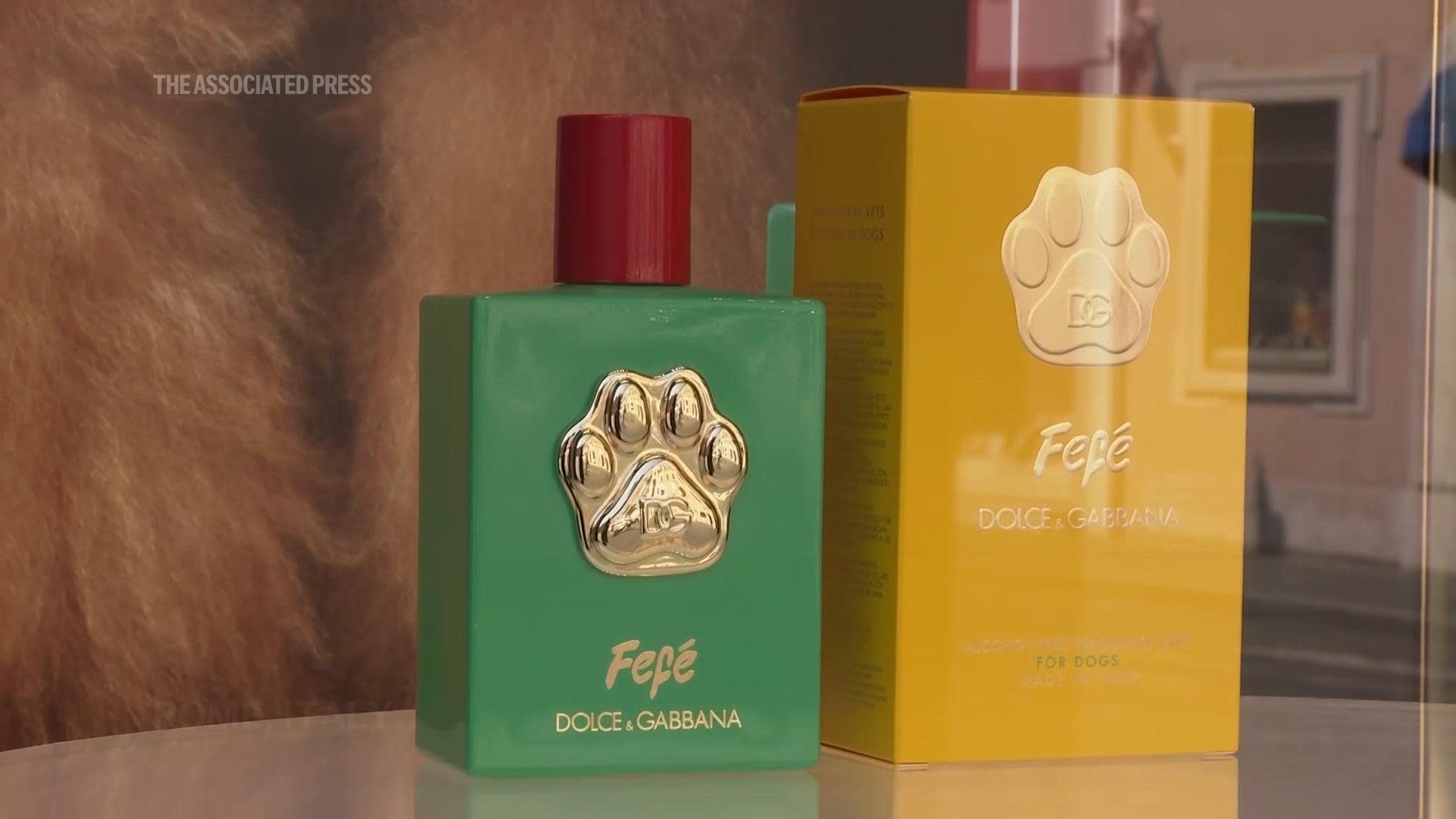 Dolce and Gabbana launches luxury dog perfume, but not all vets think pet fragrances are safe