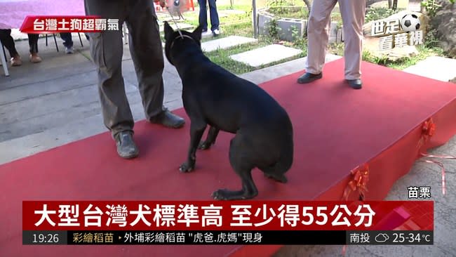 大型台灣犬認證通過可任工作犬