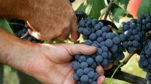 Vignaioli indipendenti: vechie vigne sono a rischio scomparsa