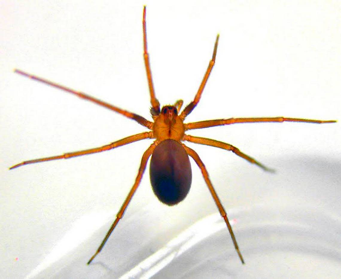 As more brown recluses start to appear, here’s how to recognize them and stay sa..