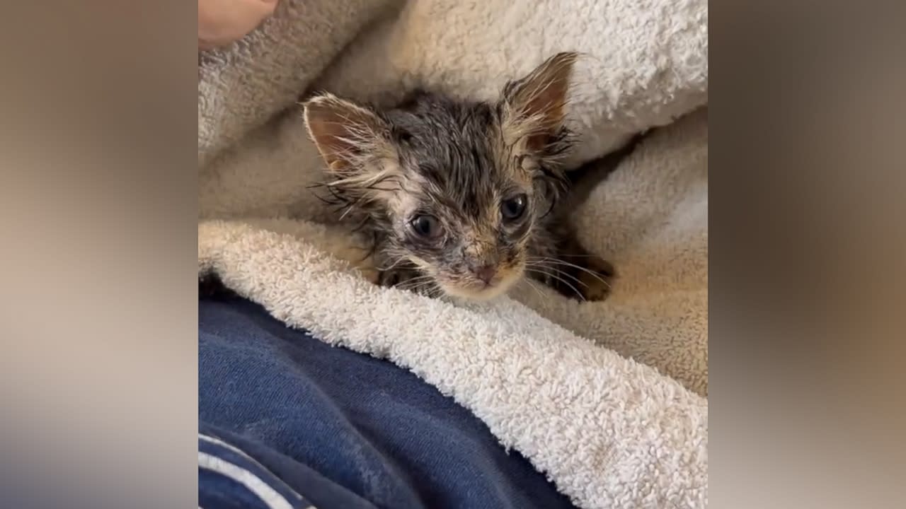 Police officer to adopt kitten who was thrown out of car window