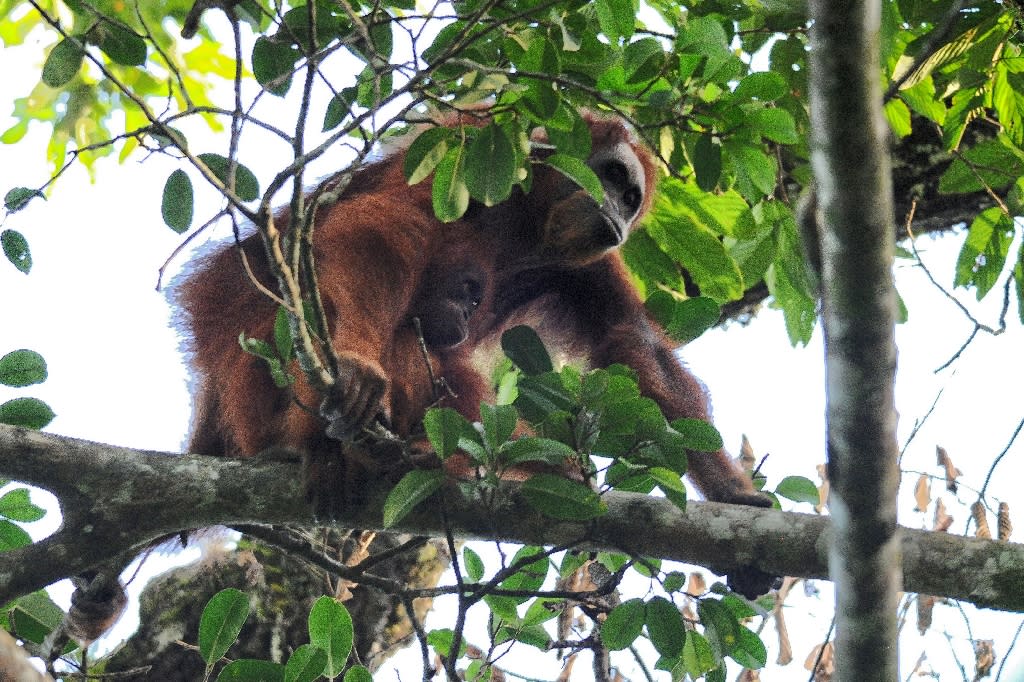 Download Newly discovered orangutan species is most endangered great ape: study