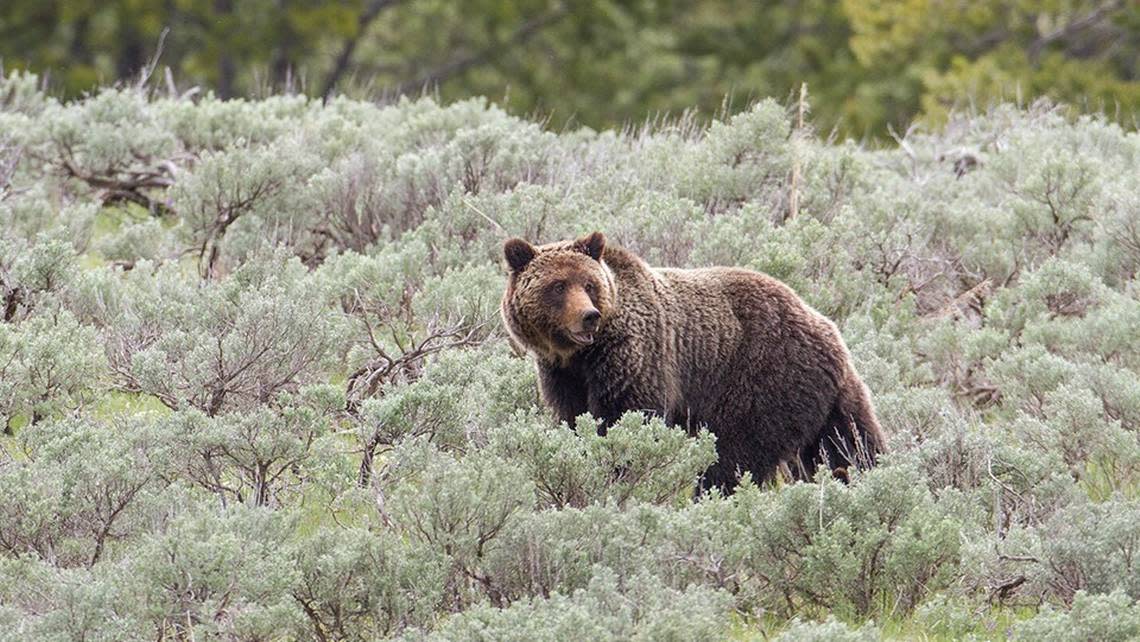 Grizzly mauls hiker during ‘surprise encounter’ in Wyoming mountains, officials ..