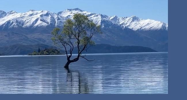 直衝紐西蘭南島 見「孤獨樹」絕景震撼
