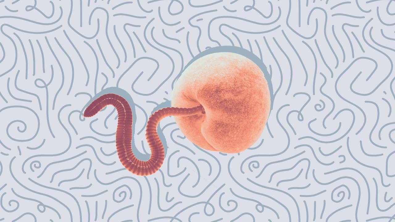 Dezvoltare pinworm Ciclu de dezvoltare pinworm - Helminți umani, coacere