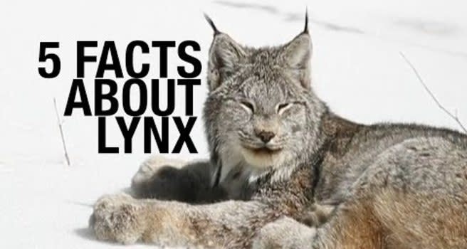 Wild lynx to return to Britain after 1,300 years