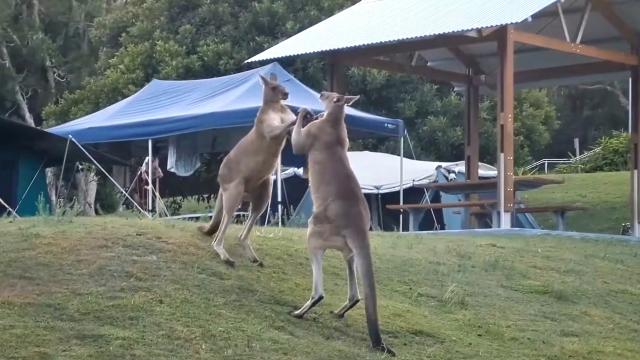 kangaroo fight