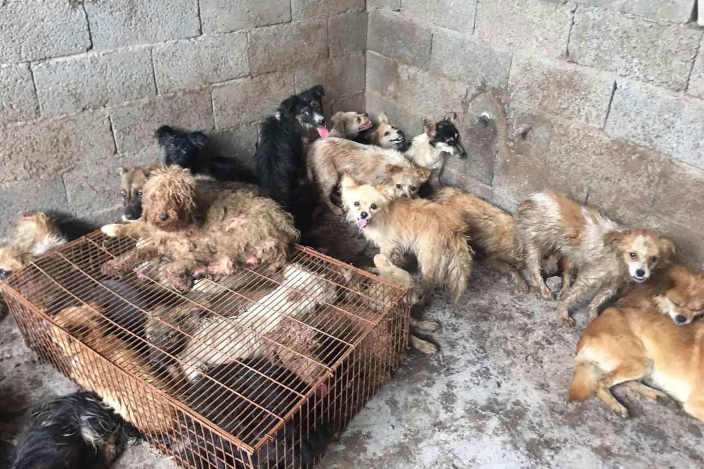 Activists Save 62 Filthy Dogs from Slaughter Days Ahead of China's