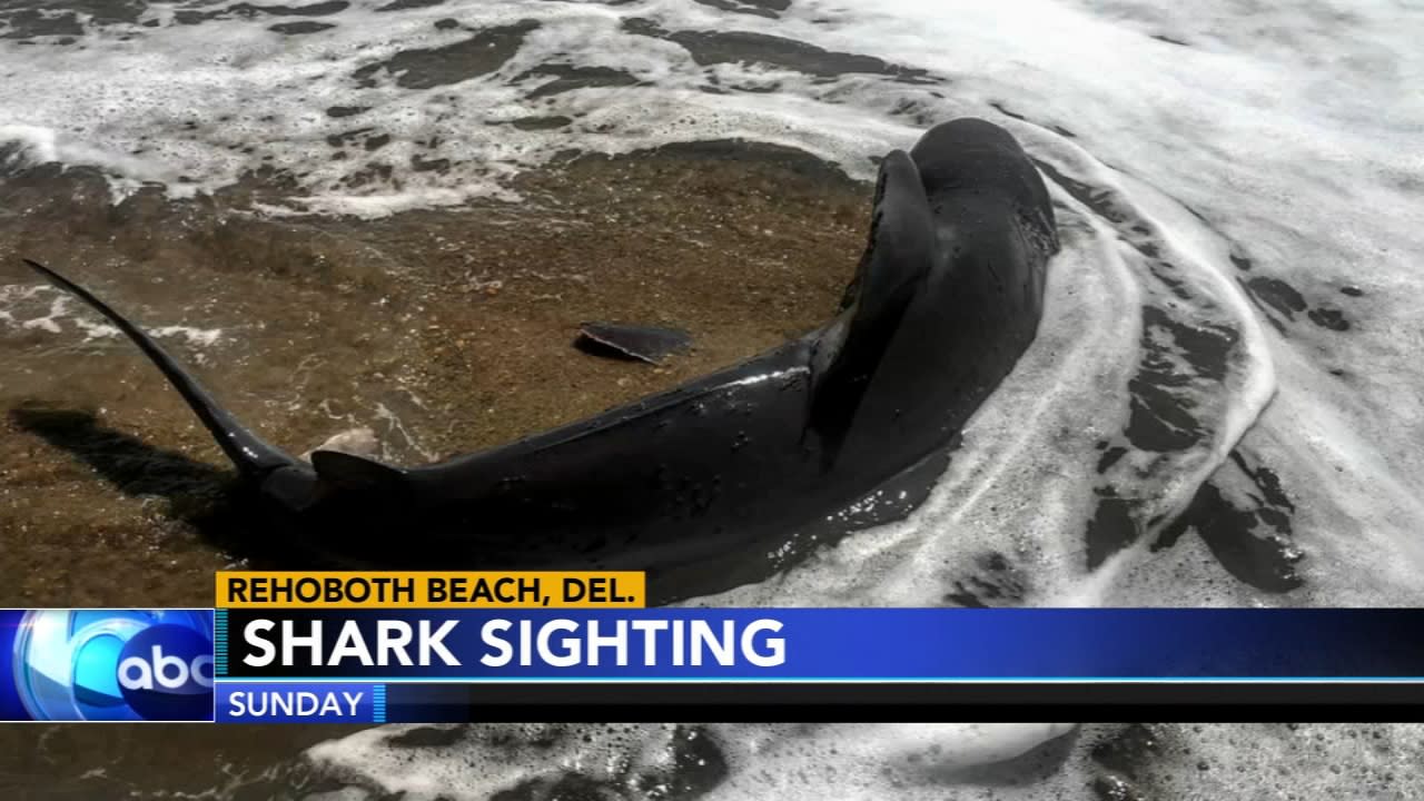 Sandbar shark spotted in Rehoboth Beach, Delaware