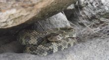 Scientists trying to save B.C.'s western rattlesnakes from becoming roadkill