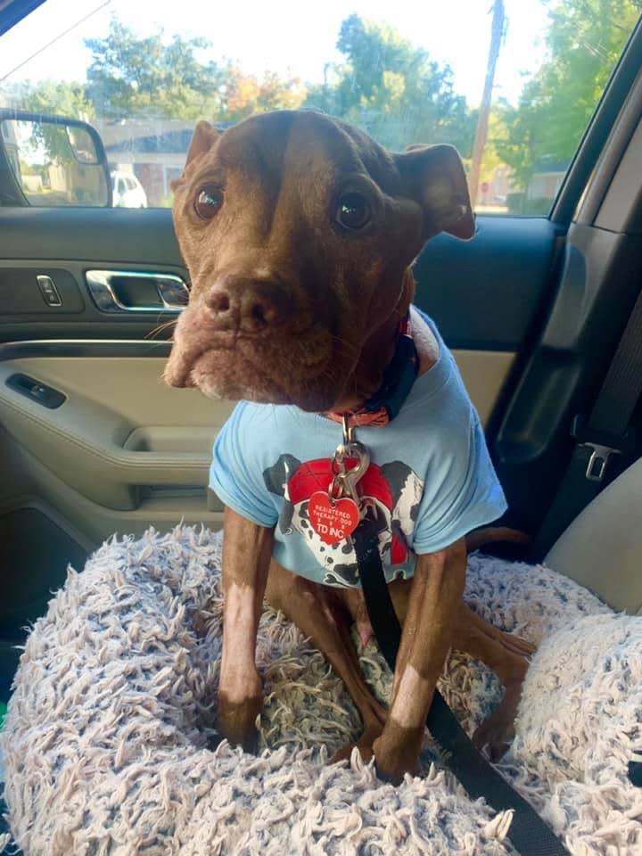 Therapy dog Aladdin, a real life superhero, made huge mark for pit bulls, dogs, ..