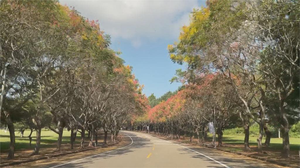 late autumn! Taiwan Luan tree blossoms and falls like golden rain