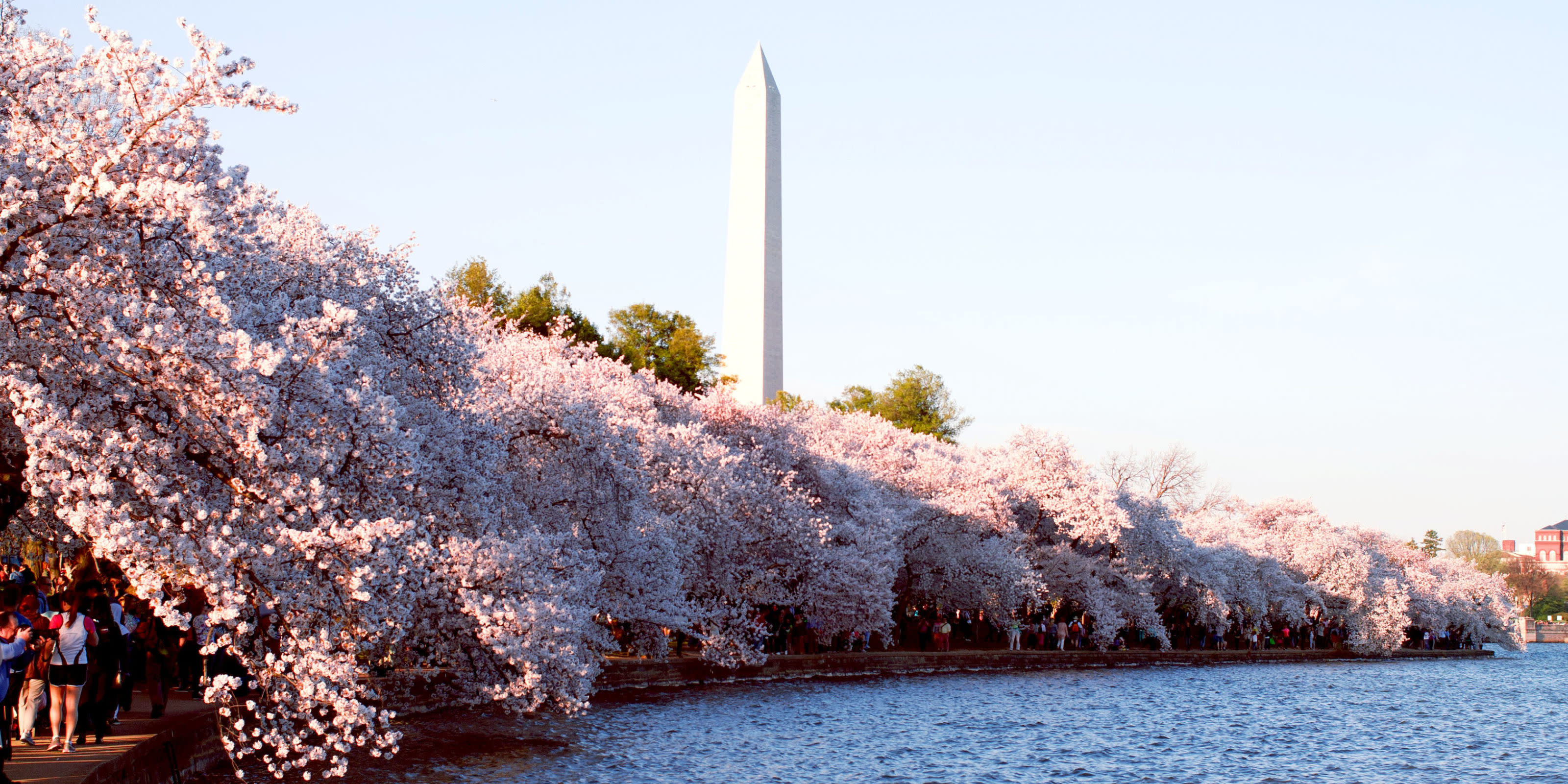 Washington, DC's Cherry Blossom Trees are Blooming Weeks Earlier Than Usual