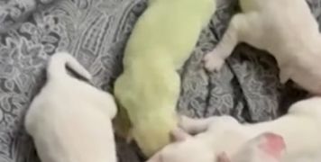 
Florida golden retriever gives birth to lime-green puppy