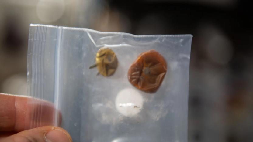 Two dehydrated dwarf tomatoes in a plastic bag that were found after months lost on the International Space Station