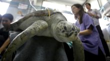 Salvan a tortuga que se tragó más de 900 monedas