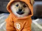 Bitcoin-Based Meme Coin DOG Rockets Toward $1B Market Cap