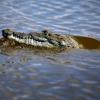 Dragones y pitones palidecen: llegaron los cocodrilos del Nilo a Florida