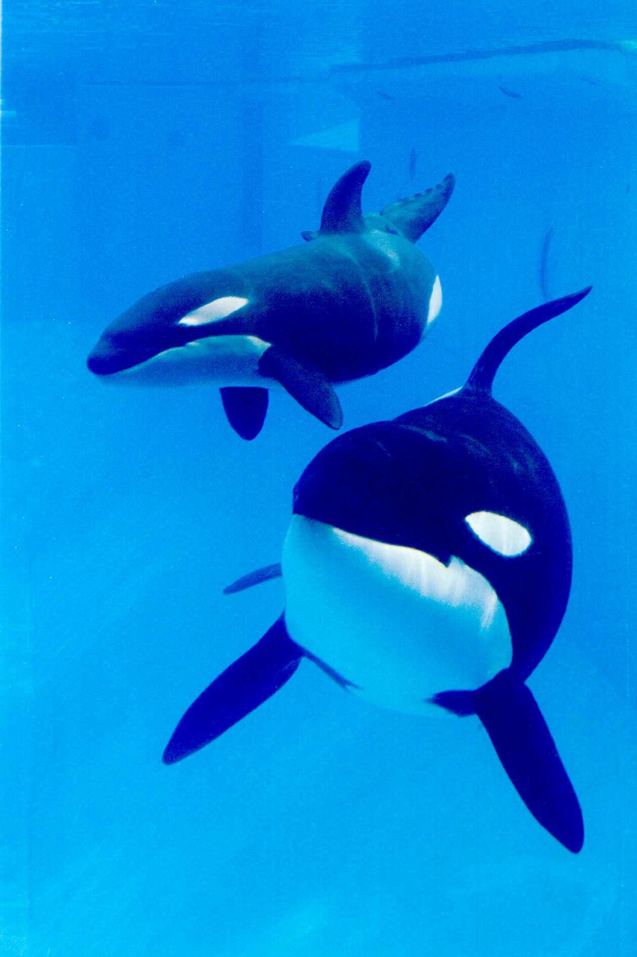 Cute Baby Orcas Playing 45606 Enews