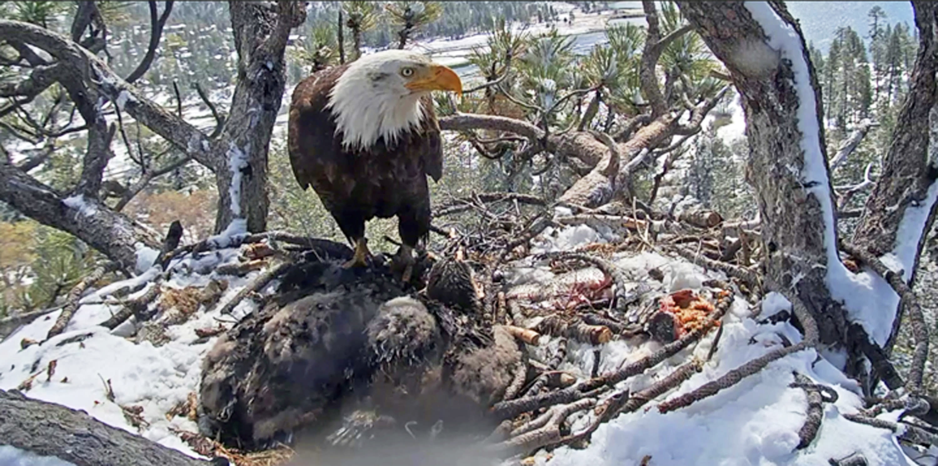 Eagle chick seen on cam dies after California storm