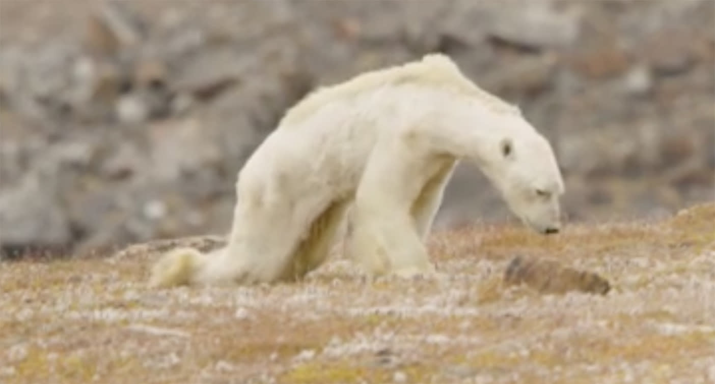 Photographer behind viral starving polar bear admits ‘it