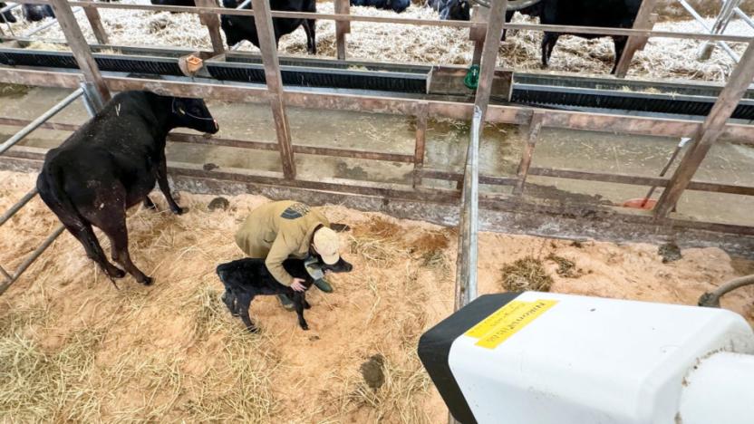 Nikons new AI imaging system warns farmers when cows are about to give birth