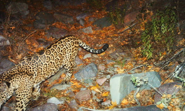 Extremely rare jaguar spotted near Arizona mountains