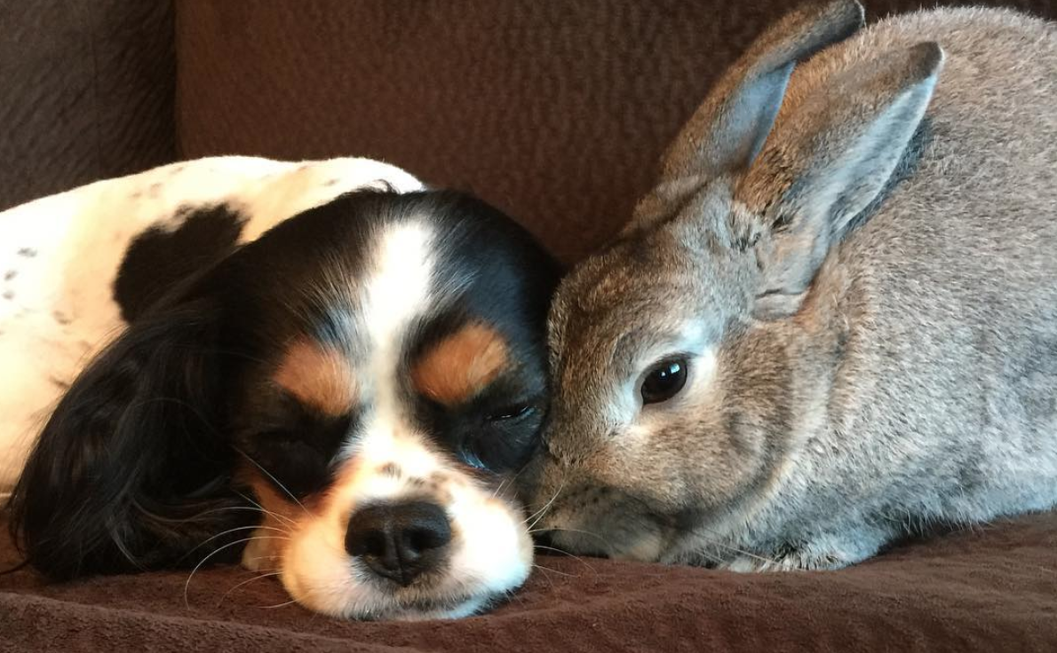 Bunny And Dog Are Adorable Unlikely Best Friends Video