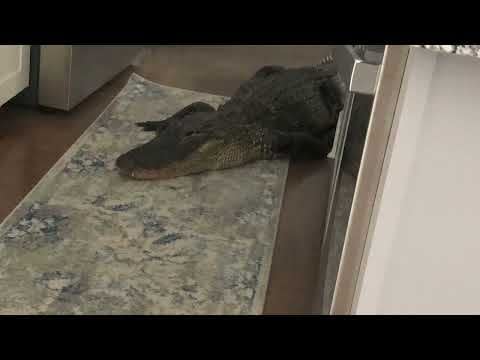 Florida Authorities Remove 8-Foot Alligator That Infiltrated