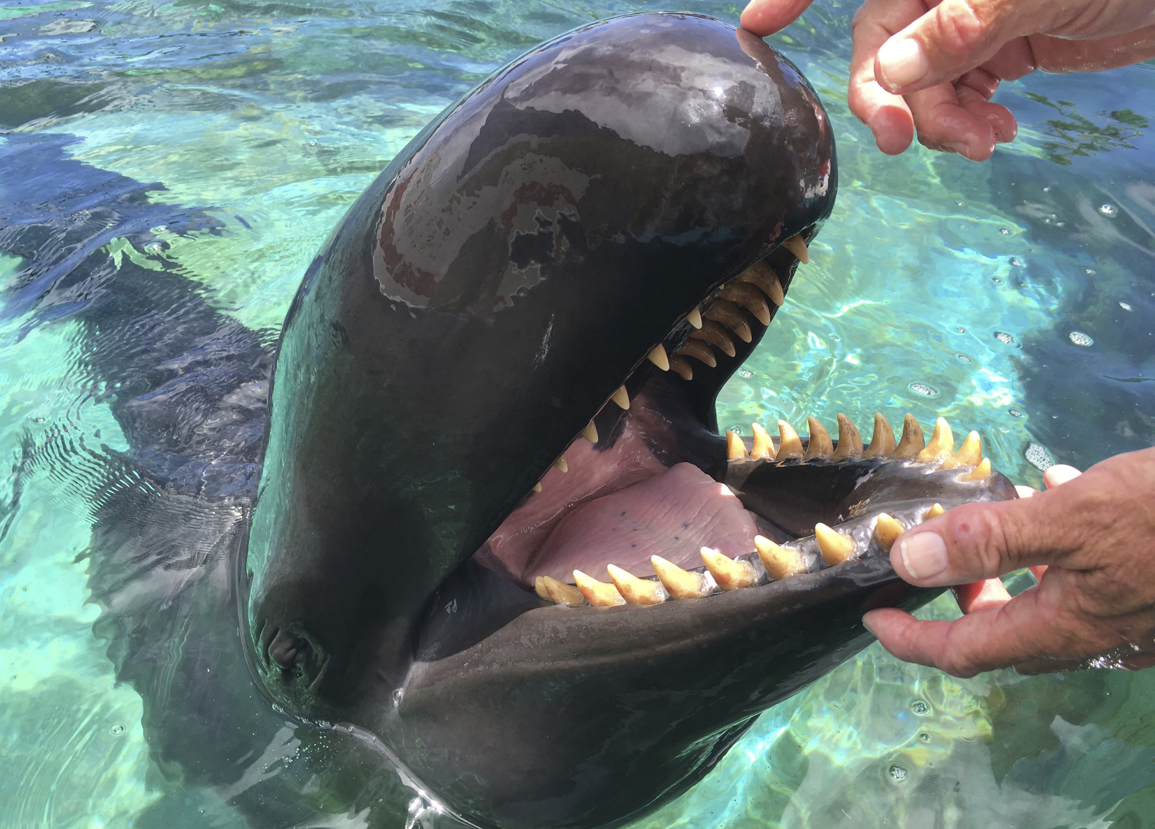 Самая большая пасть. Кит Касатка зубы. Касатка Дельфин акула. Косатка хищный Дельфин. Зубы касатки.