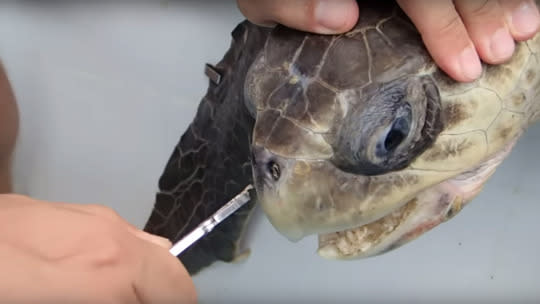 This Turtle Wants You to Never Use Straws Again