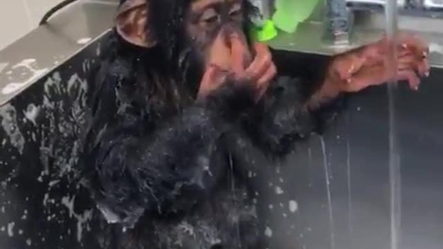 Chimpanzé - características, foto, informações - Animais - InfoEscola