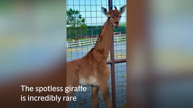 rare twin giraffes born