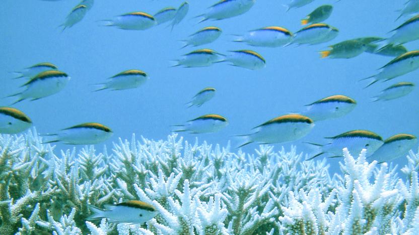 Reuters/Centre for Marine Studies, The University of Queensland/Ove Hoegh-Guldberg