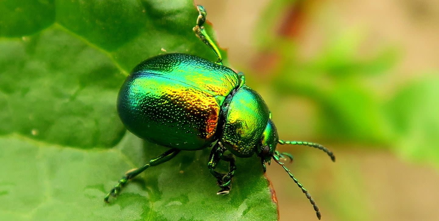 Experts Explain How to Get Rid of June Bugs if They’ve Taken Over Your Lawn