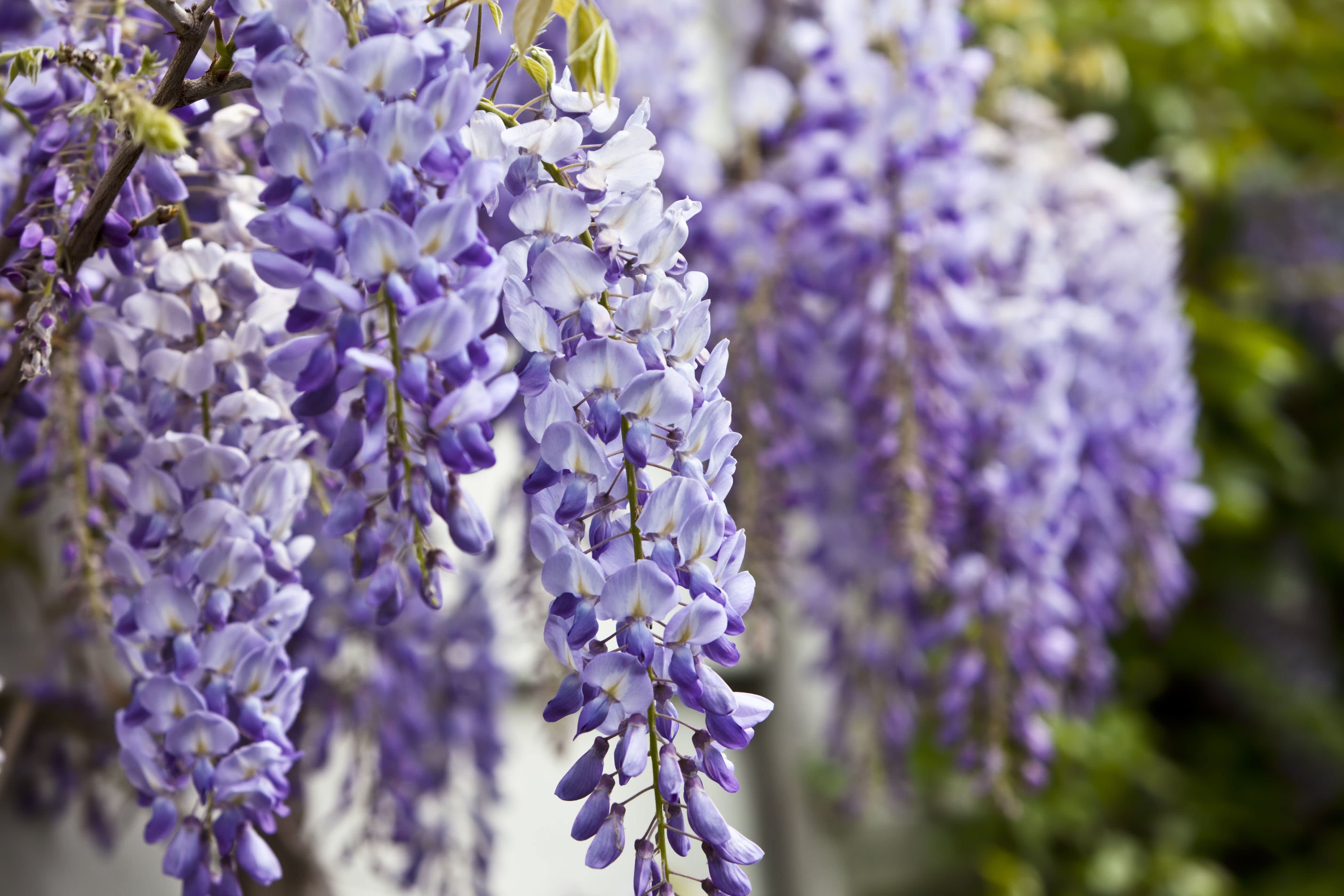 Home Depot Is Selling Wisteria For Just 23   4829f887b18c557e2f07da7e69e6edf0