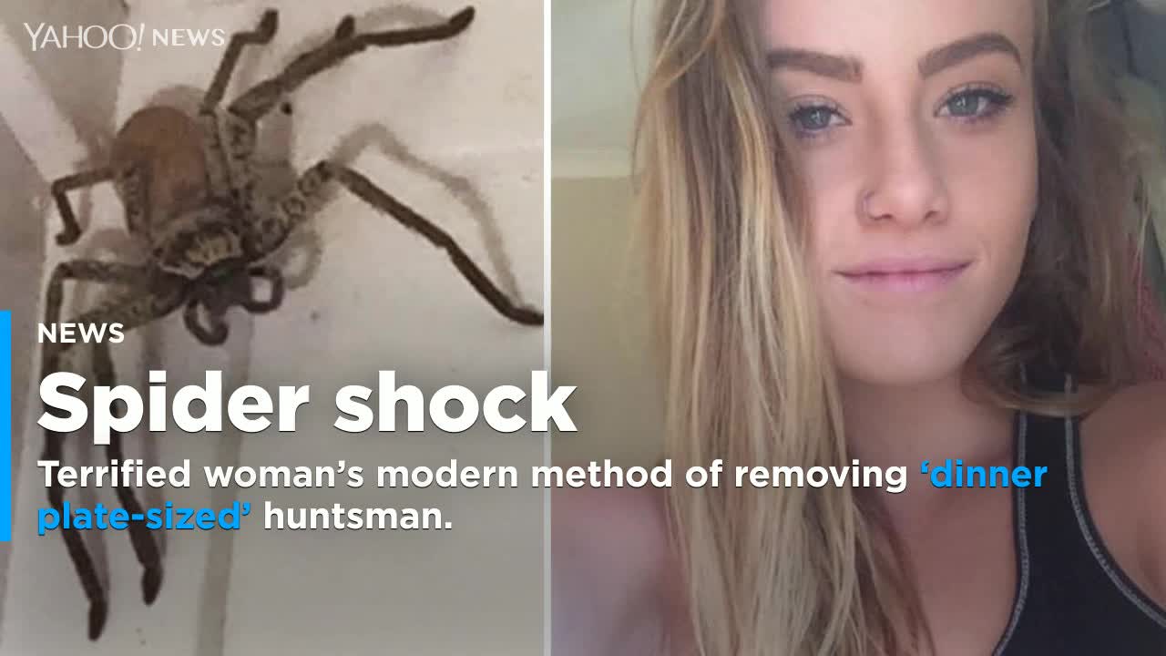 What is Australia's spider apocalypse? - Deseret News