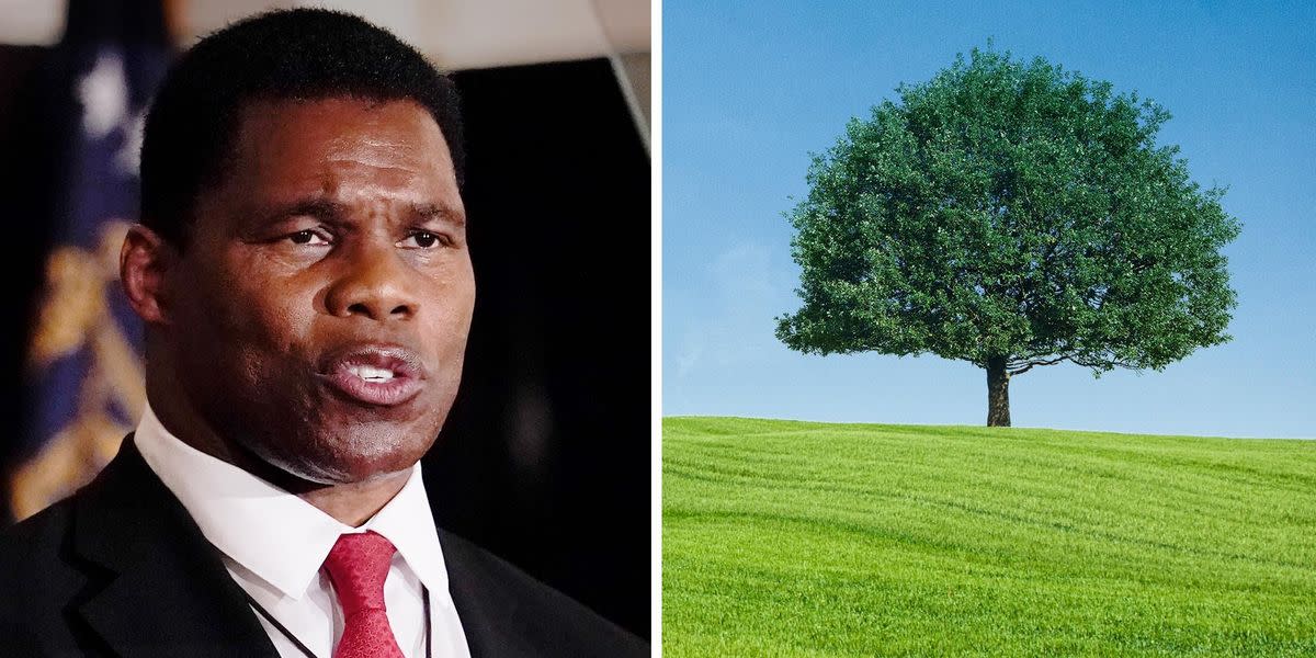Herschel Walker Asks ‘Don’t We Have Enough Trees Around Here?' In Response To Cl..