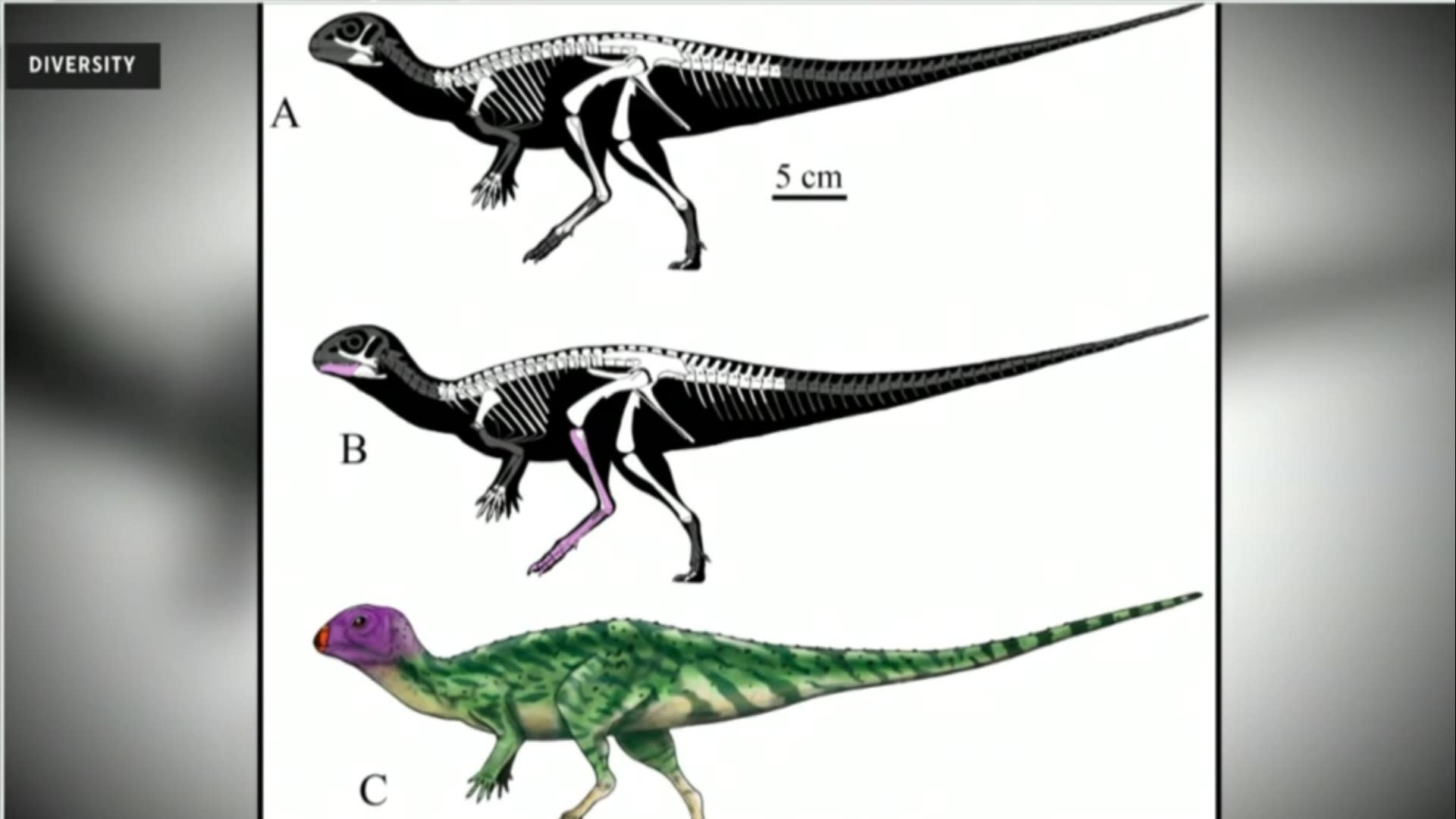 Tiranossauro Rex - Dinossauros - Animais - InfoEscola