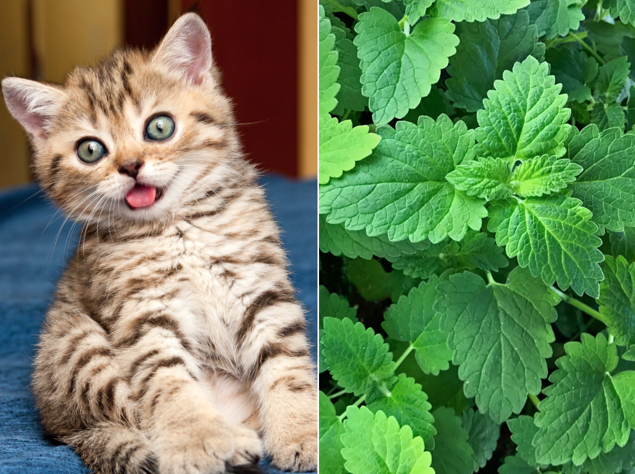 What Is Catnip—And Does It Work on People?