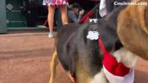 Dogs strut on the warning track for Bark in the Park at Great American Ball Park
